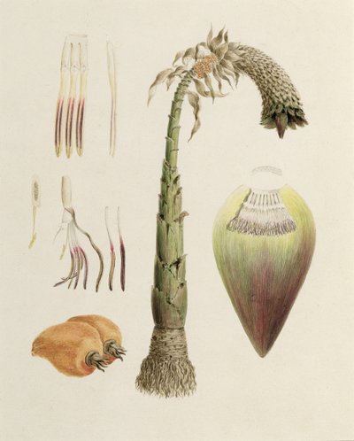 Ensete No. 10 by Luigi Balugani